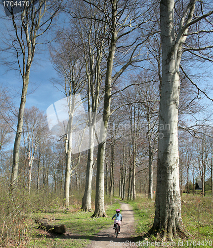 Image of spring forest