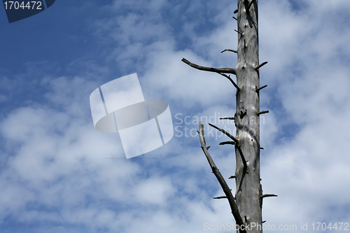 Image of branches in the sky