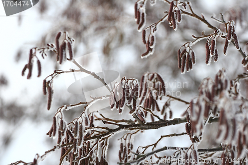 Image of snowy winter