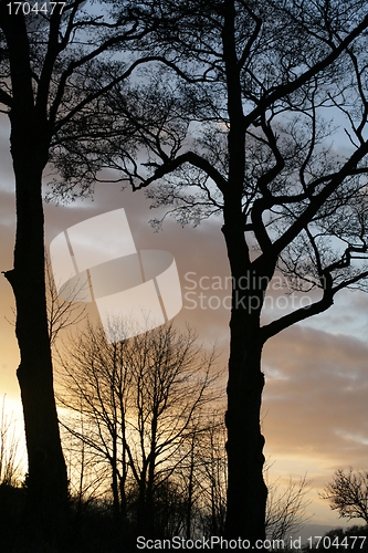Image of Silhouette of tree at sunset