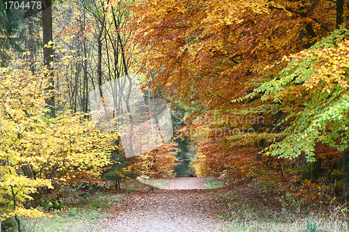 Image of Autumn forest