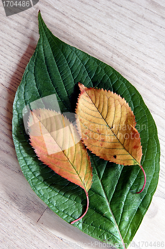 Image of autumn leaves