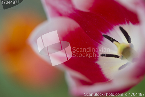 Image of Tulips