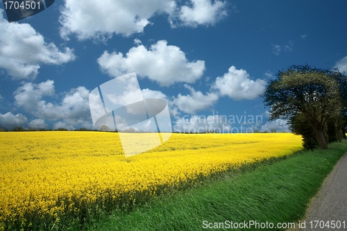 Image of danish landscape01