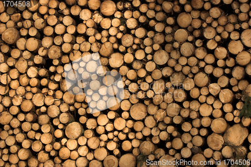 Image of Autumn forest