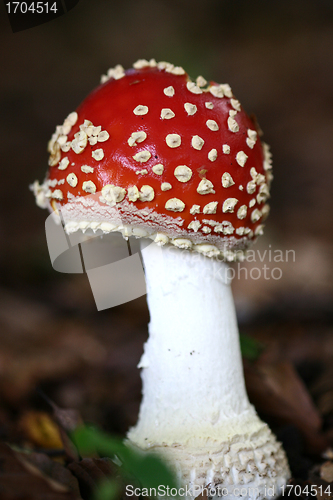 Image of amanita muscaria