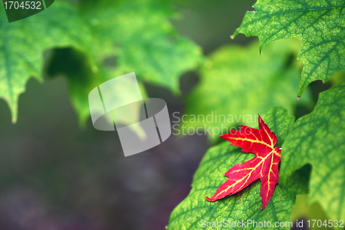 Image of danish landscape01
