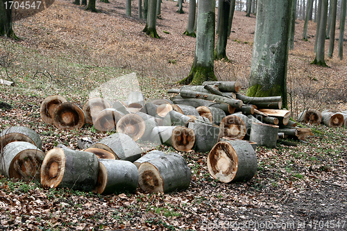 Image of in the forest