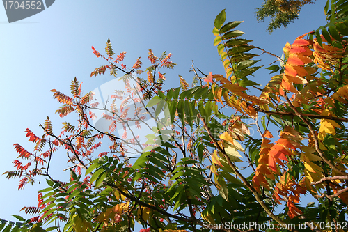 Image of autumn