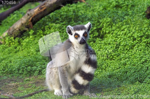 Image of Lemur