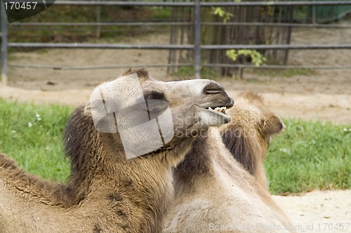 Image of Camel