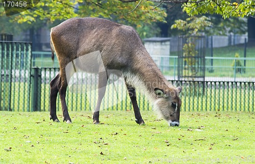 Image of Antelope
