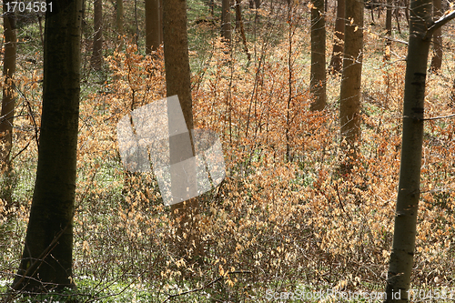 Image of trees and forest