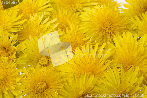 Image of yellow flowers