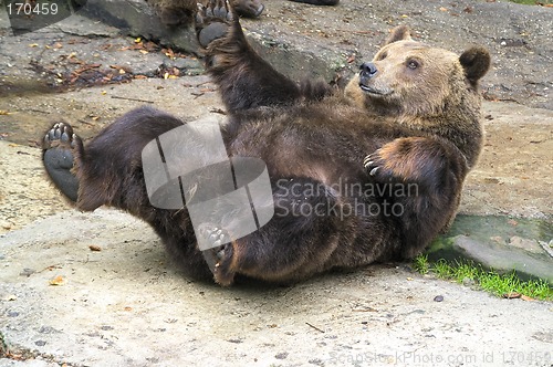 Image of Brown bear