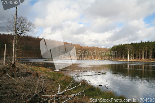 Image of trees and lake 