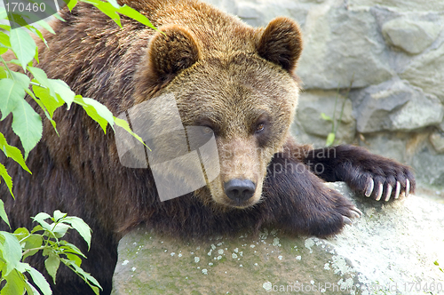 Image of Brown bear