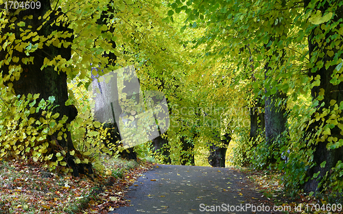 Image of Trees and forest in Denmark