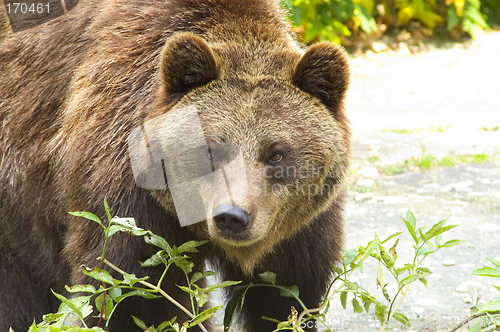 Image of Brown bear