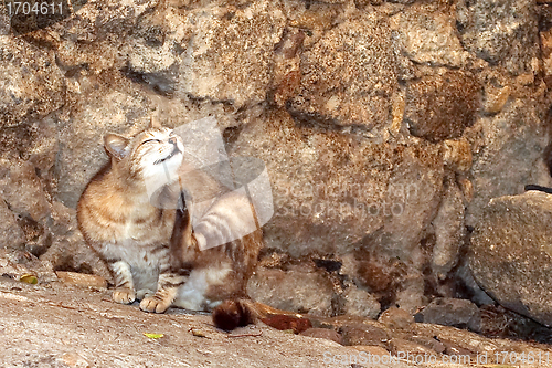 Image of cat