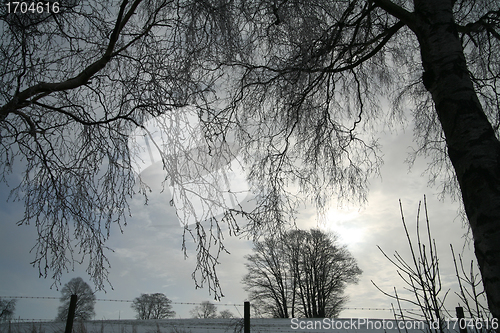 Image of winter trees