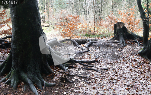 Image of forest