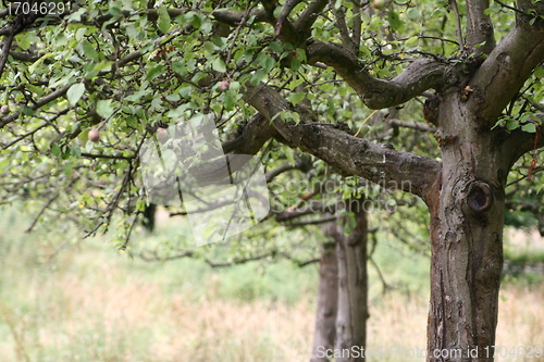 Image of apple tree