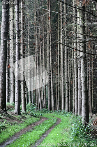 Image of trees and forest