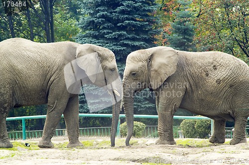 Image of Elephants