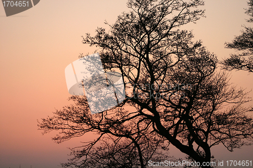 Image of branches morning