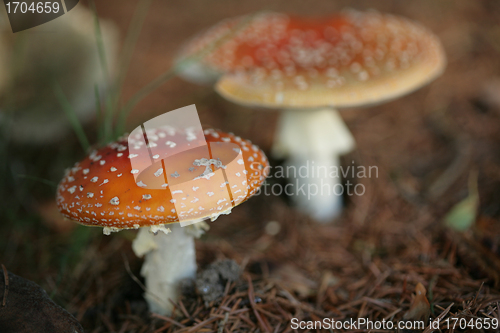 Image of amanita muscaria