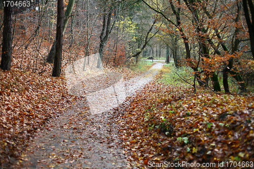Image of colorul forest
