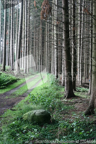 Image of green spring landscape in denmark