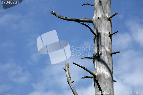 Image of branches in the sky