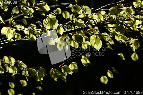 Image of spring