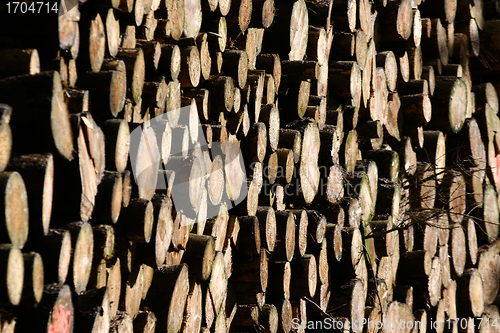 Image of tree trunk