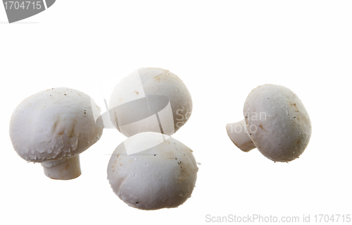 Image of Many white mushroom