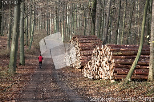 Image of run in the forest