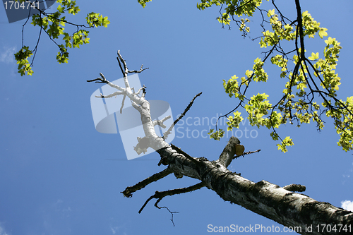 Image of branches in the sky