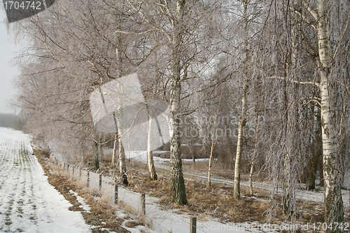 Image of winter trees