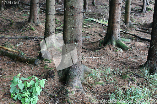 Image of tree trunk