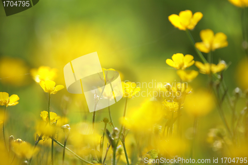 Image of yellow flower closeup