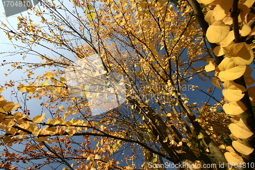 Image of branches