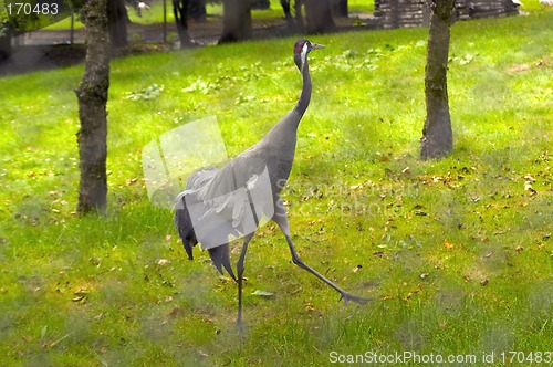 Image of Crane