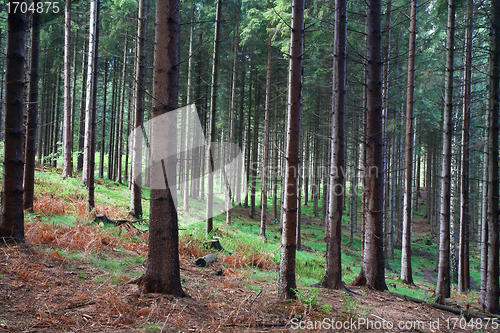 Image of trees and forest