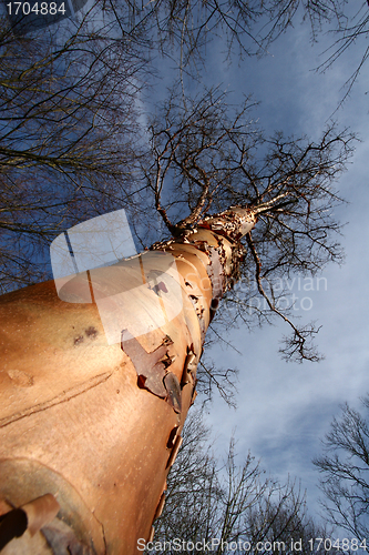 Image of branches