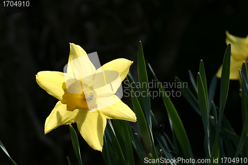 Image of flower closeup