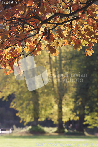 Image of Autumn forest