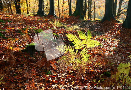 Image of colorul forest