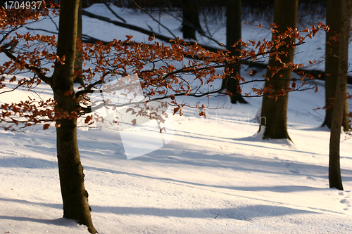 Image of winter in denmark